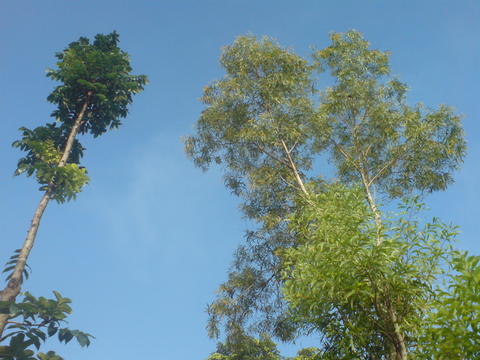 Karangmojo B: Langit Biru