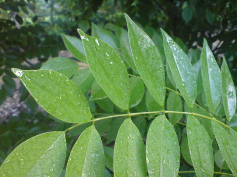 Karangmojo B : Embun Pagi