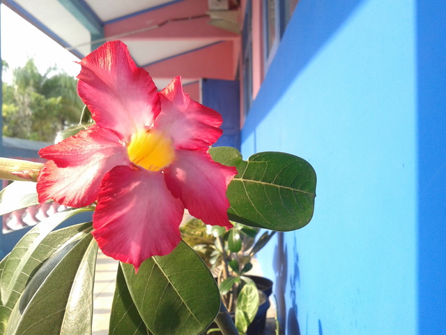 Bunga MerahJambu Bunga MerahJambu