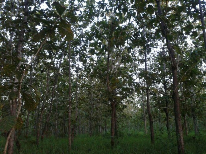 Hutang Jati di Bangsal