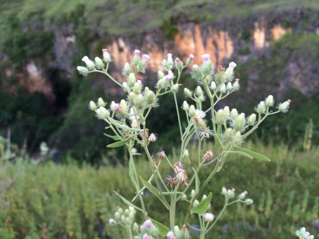 jarwadi bunga rumput di lembah ngingrong geopark