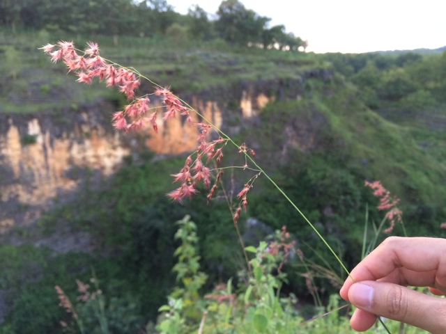 jarwadi memotret bunga rerumputan di lembah ngingrong geopark