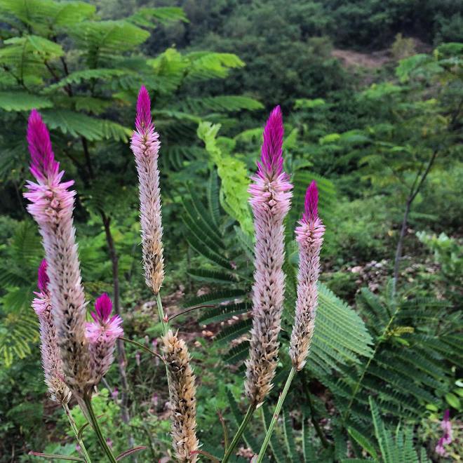 Pantai Gunungkidul Pantai Ngunggahan