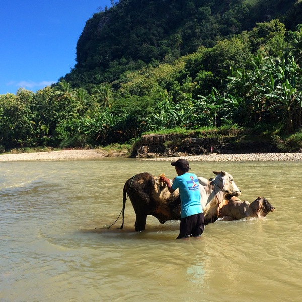 Memandikan Sapi di Sungai Oya