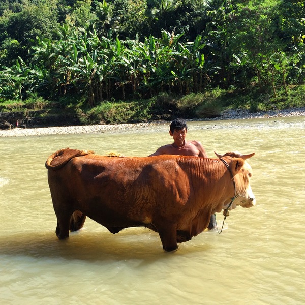 Memandikan Sapi di Sungai Oya 