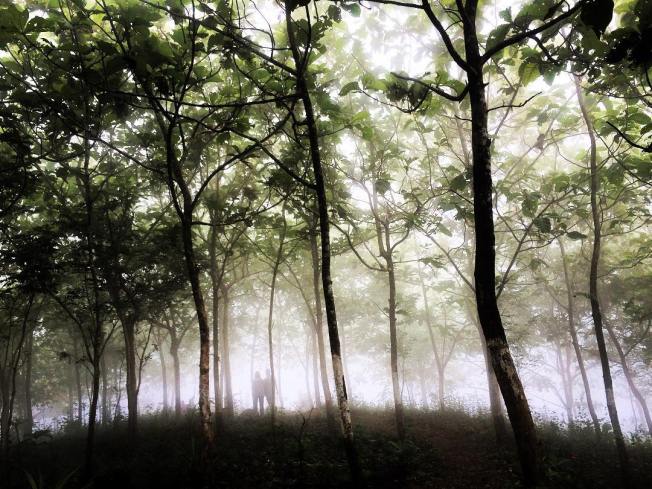 Kabut Pagi dan Hutan Jati di Watu Payung - Turunan Geoforest Panggang Gunungkidul Yogyakarta