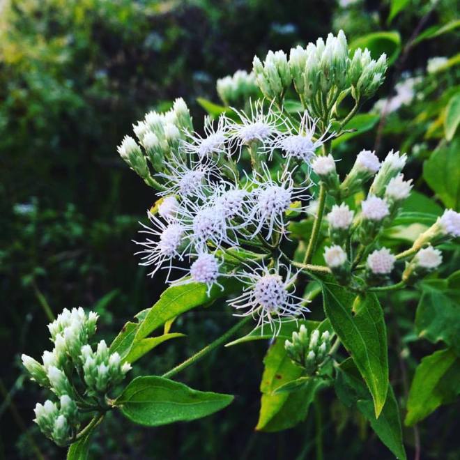 Theres a bad roses but theres no bad flowers