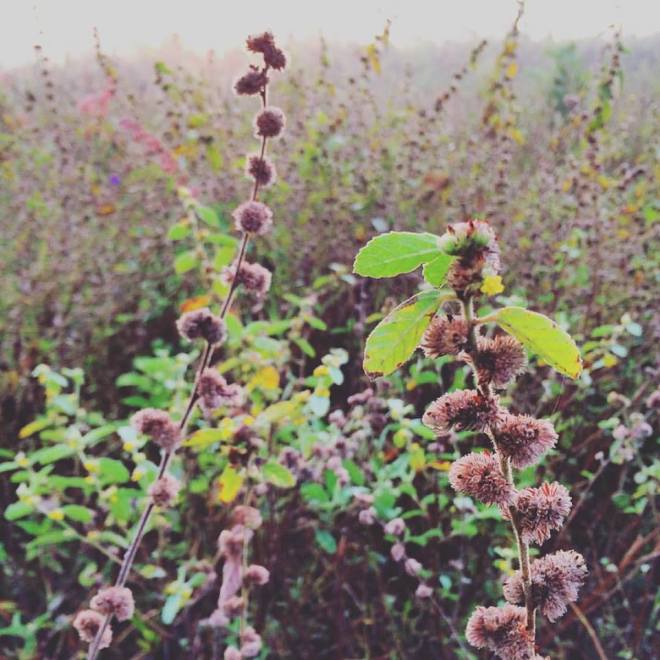 morning belongs to early birds