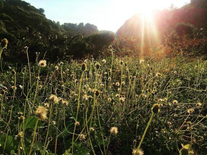 Hamparan Bunga Rumput di Pantai Kayu Arum Kanigoro Gunungkidul