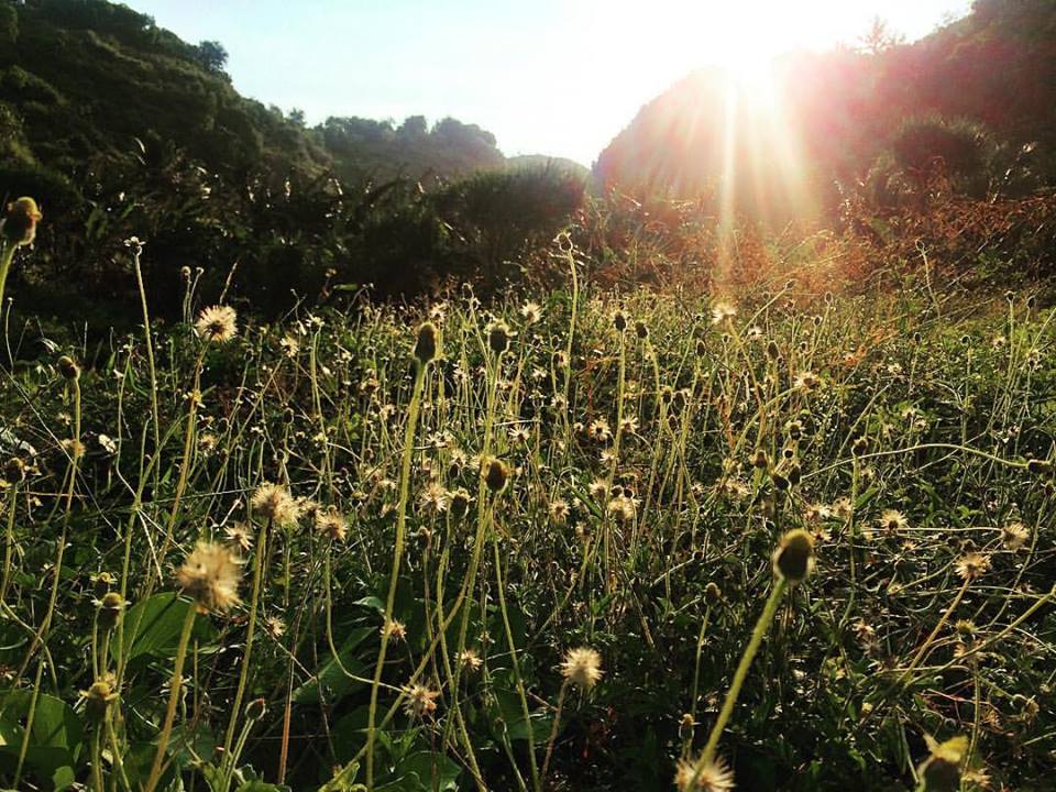 Hamparan Bunga Rumput di Pantai Kayu Arum Kanigoro Gunungkidul
