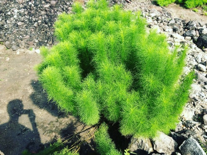 Semacam Tumbuhan di Situs Candi Risan