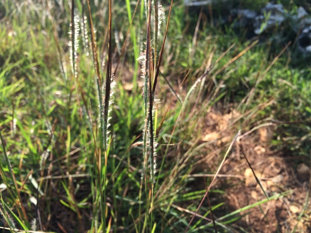 Pantai Kayu Arum Jalan Setapak Berumput