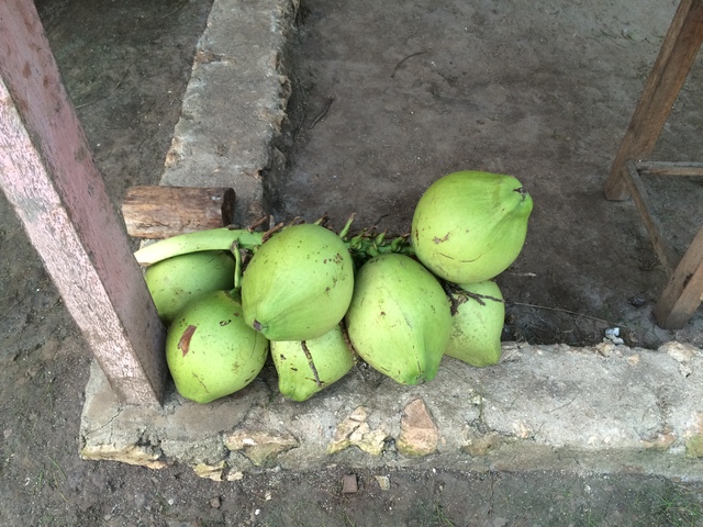 Kelapa Muda di Pantai Kayu Arum Kanigoro Saptosari Gunungkidul Yogyakarta